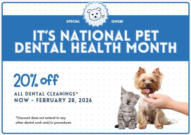 Carousel Slide 1: It’s Dental Health Month! ??

Did you know that over 80% of pets will develop periodontal disease by the age of three? Regular dental care is essential to keeping your pet’s smile healthy and preventing serious health issues.

? Enjoy 20% off dental cleanings this month! Call us today at 719-638-6363 to book your spot! ?

*Discount does not extend to any other dental work and/or procedures. Offer ends February 28, 2026.

Call us today to book your spot!